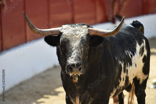 toro español