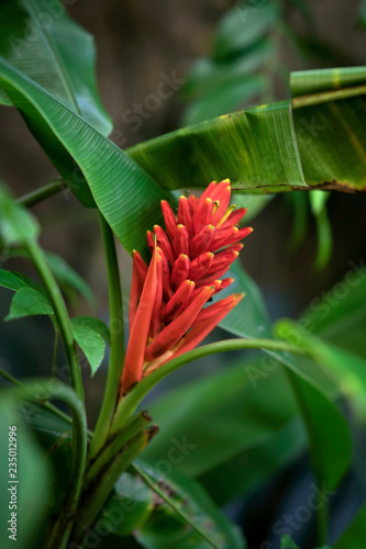 Red tropical flower close-up. Bright floral exotic background
