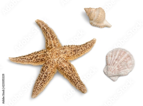 Starfish and Seashells Isolaated