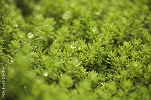 Close up of evergreen