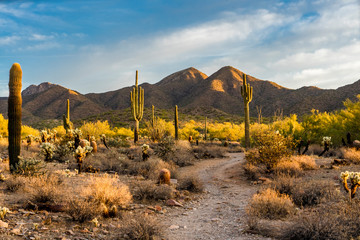 Fototapete Arizona Morgenlicht in der Wüste bei Scottsdale  © TomR