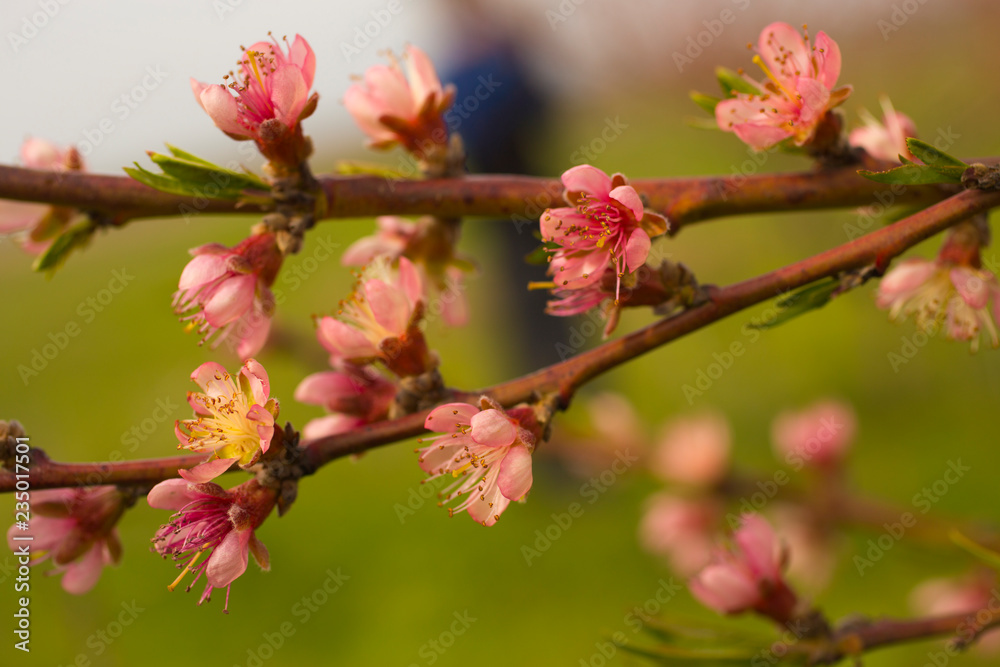 Peach blossom in April. Pink flowers of fruit tree. Peach blossom in April. Pink flowers of fruit tree.