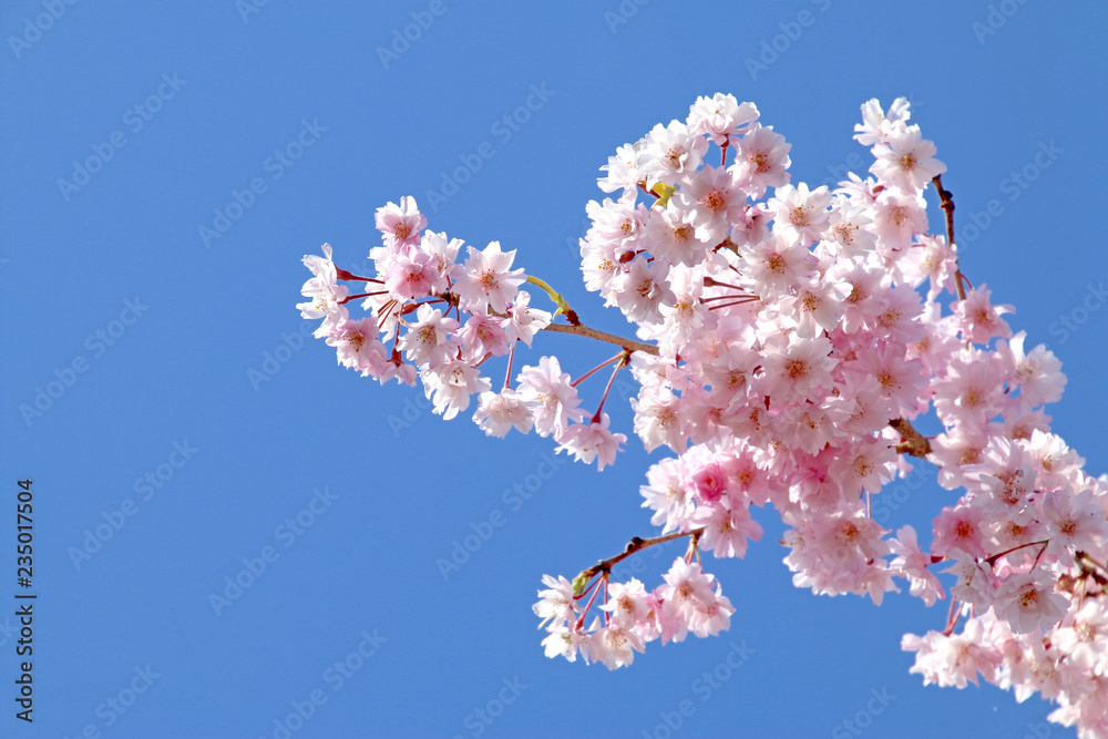 桜クローズアップ 桜クローズアップ