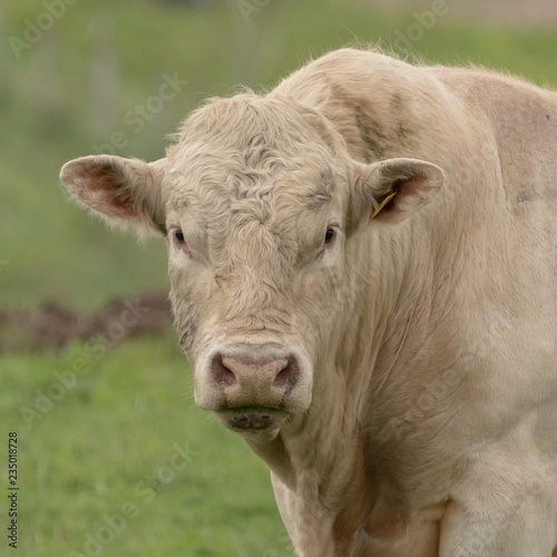 Profile of pedigree Charolais bull roaming in field on free range organic pasture 