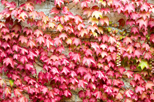 Nice autumn colors of a ivy wall. The red and yellow leaves create a natural pattern