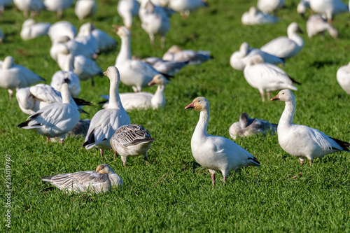 Flock of Snow Geese feeding and resting in a green field, Skagit Valley, Washington, USA