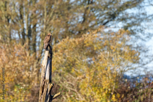 Red tailed hawk perched on a dead tree snag, sunny fall day, Skagit Valley, Washington, USA