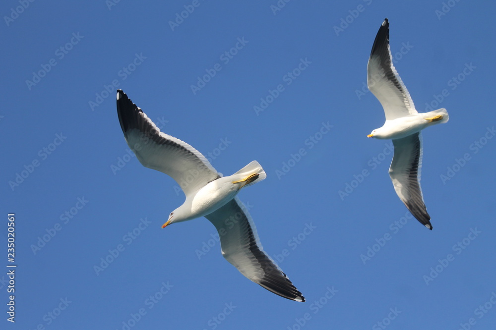 Obraz premium gaviotas