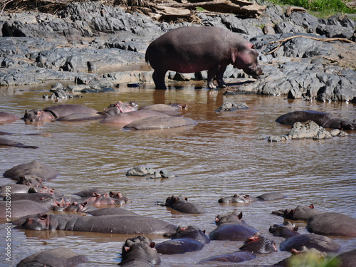 Hippopotame s'hydratant