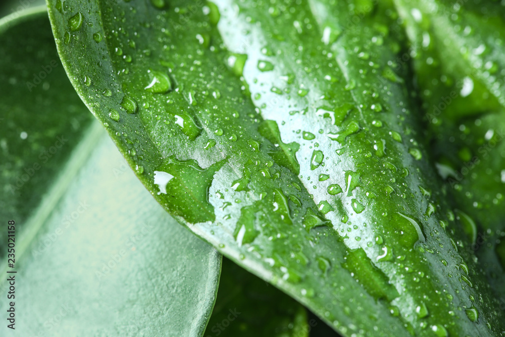 View of water drops on green leaf, closeup View of water drops on green leaf, closeup