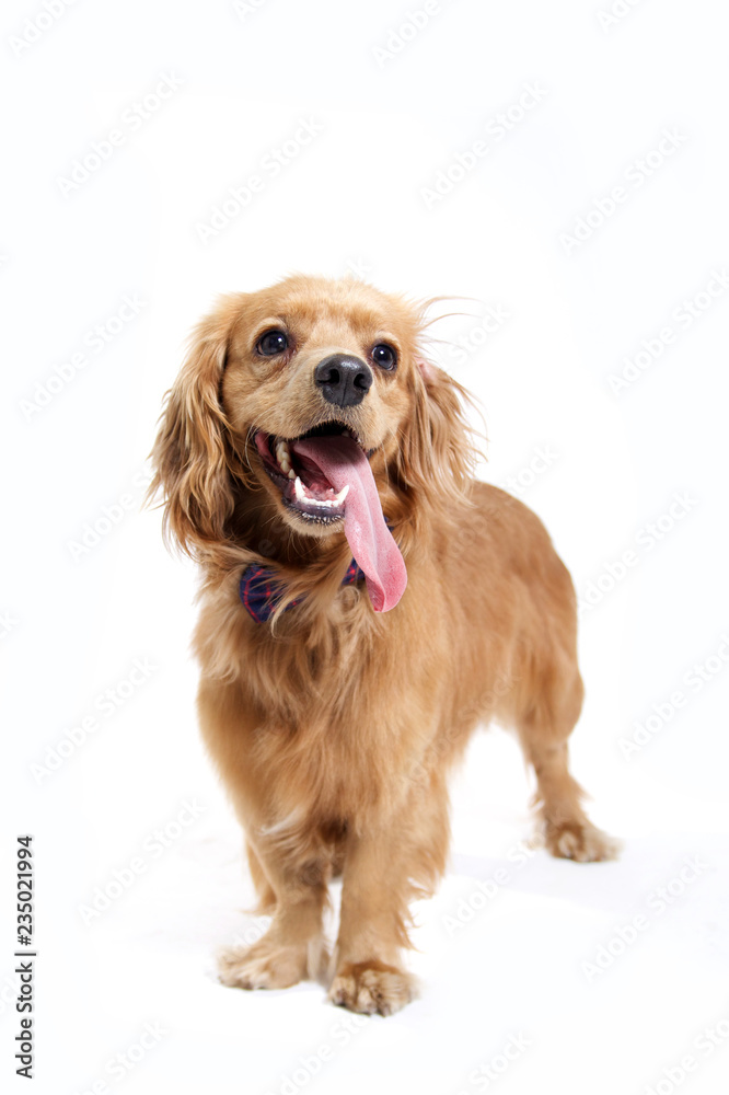 golden dog on white background 
