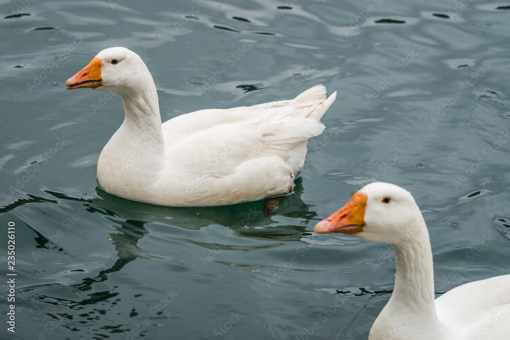 White ducks swimming  in pond