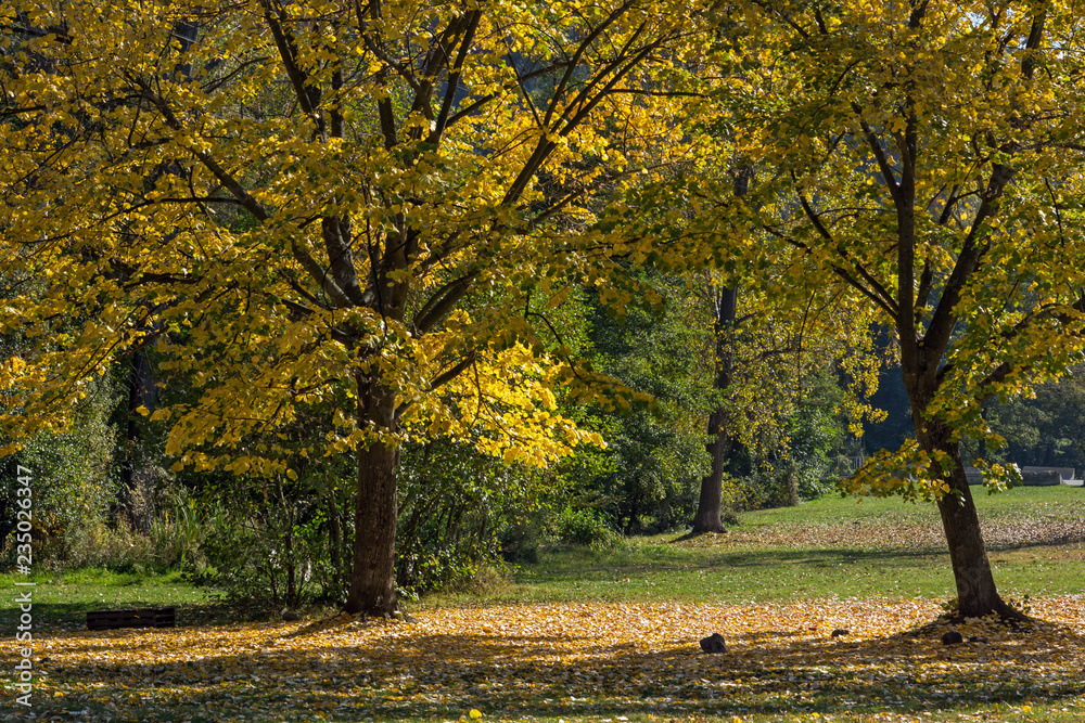 Autumn Landscape with yellow tree near Pancharevo lake, Sofia city Region, Bulgaria