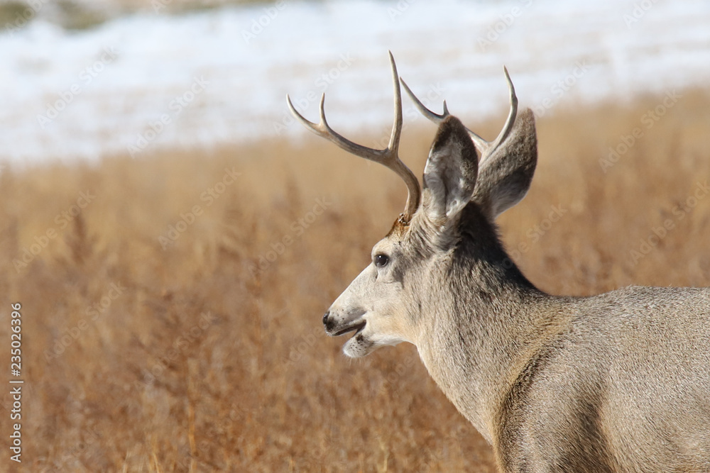 Fototapeta premium red deer buck