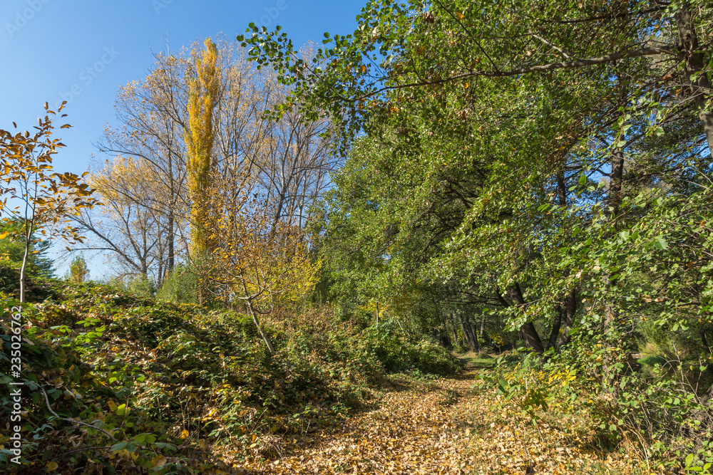 Autumn Landscape with yellow tree near Pancharevo lake, Sofia city Region, Bulgaria Autumn Landscape with yellow tree near Pancharevo lake, Sofia city Region, Bulgaria