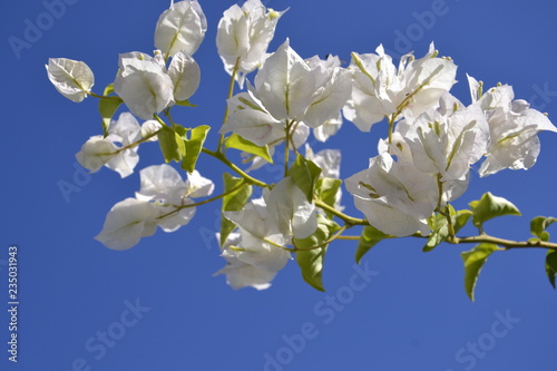 Amendoeira em flor branca