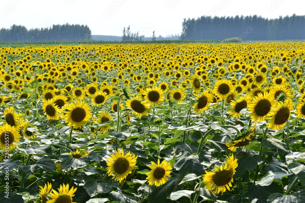 Naklejka premium Sunflowers in the field