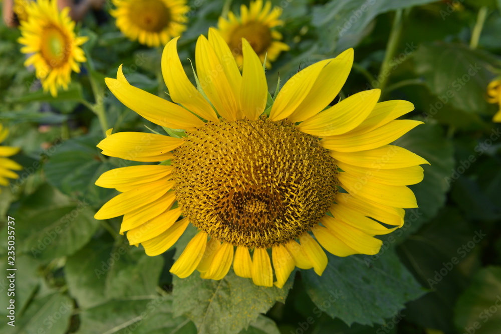 Sunflowers in the field Sunflowers in the field