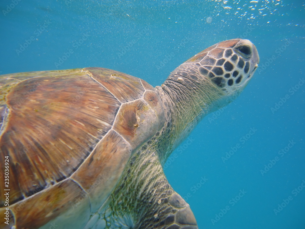 Fototapeta premium tortuga marina