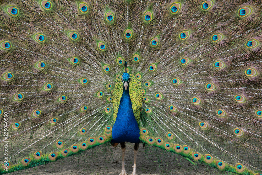 Obraz premium Peacock displaying