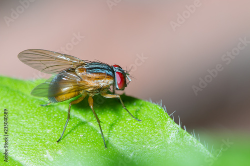 close up house fly standing on green leaf