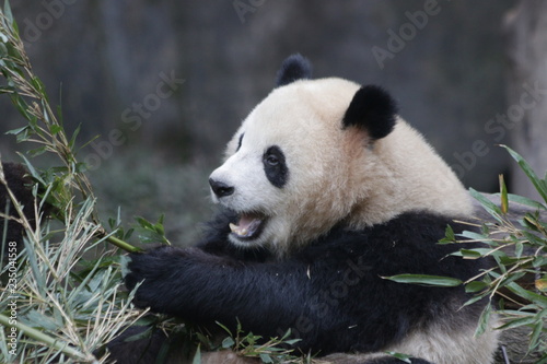 Close up Happy Giant Panda Eating Bamboo leaves