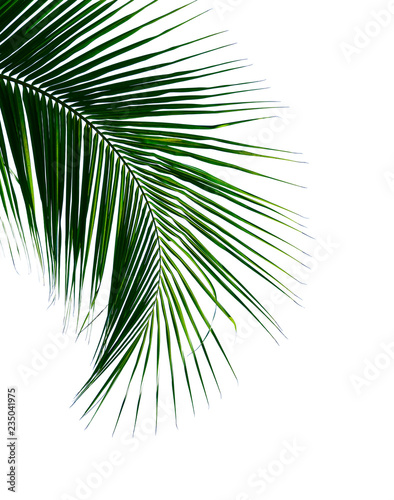 tropikalny-lisc-palmy-kokosowej