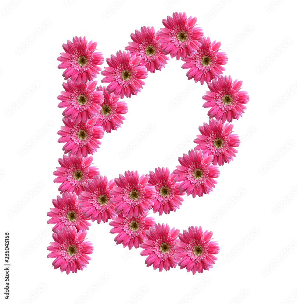 English alphabet from pink chrysanthemum