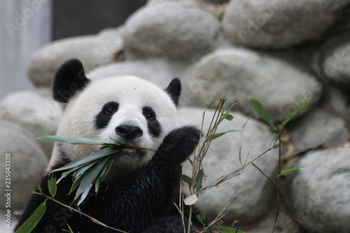 Little panda is Learning to eat bamboo , Wolong Giant Panda Nature Reserve, Shenshuping, China photo