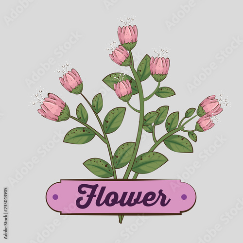 nature flowers plants with petals and leaves