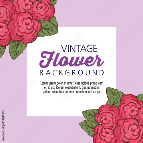 message between roses plants with petals and leaves