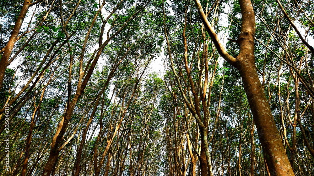 Obraz premium Top tree view nature forest summer