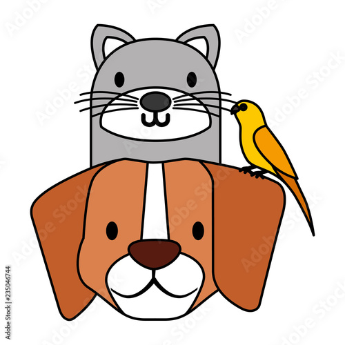 pets dog and cat canary bird