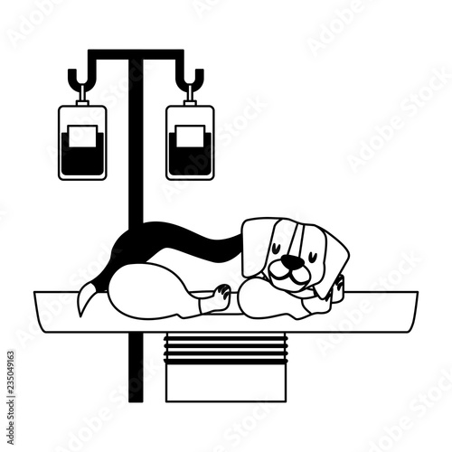 veterinary clinic petcare