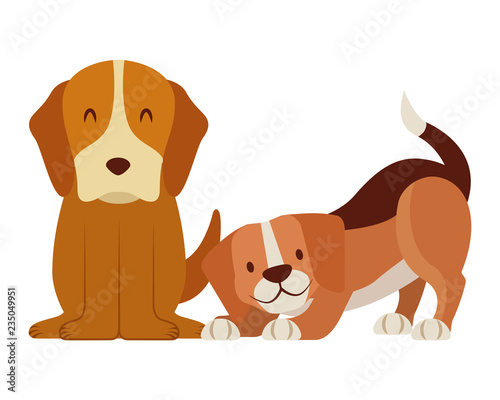 dogs pet on white background