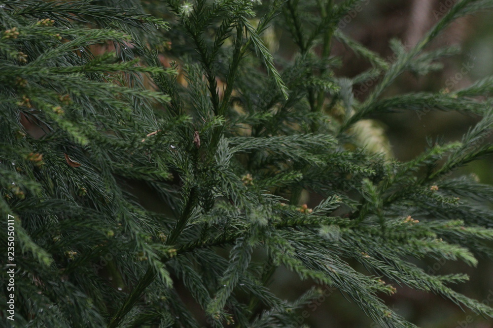 Needle-shaped Leaves, Pine Tree is an Evergreen Tree Needle-shaped Leaves, Pine Tree is an Evergreen Tree