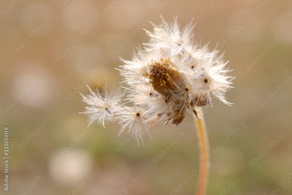 Grass Flower