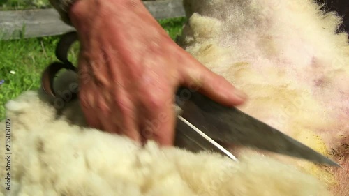 Sheep shearing. Man shearing sheeps with scissors in hand