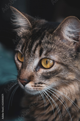 portrait of a cat