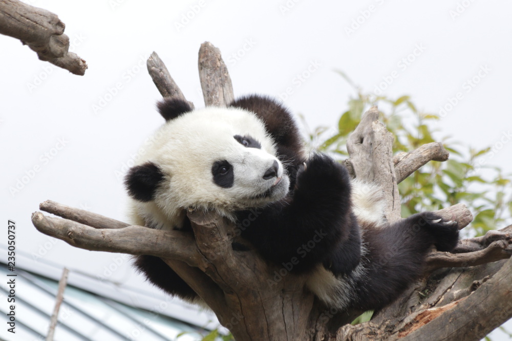 Fototapeta premium Fluffy Funny Little Panda Cub, China