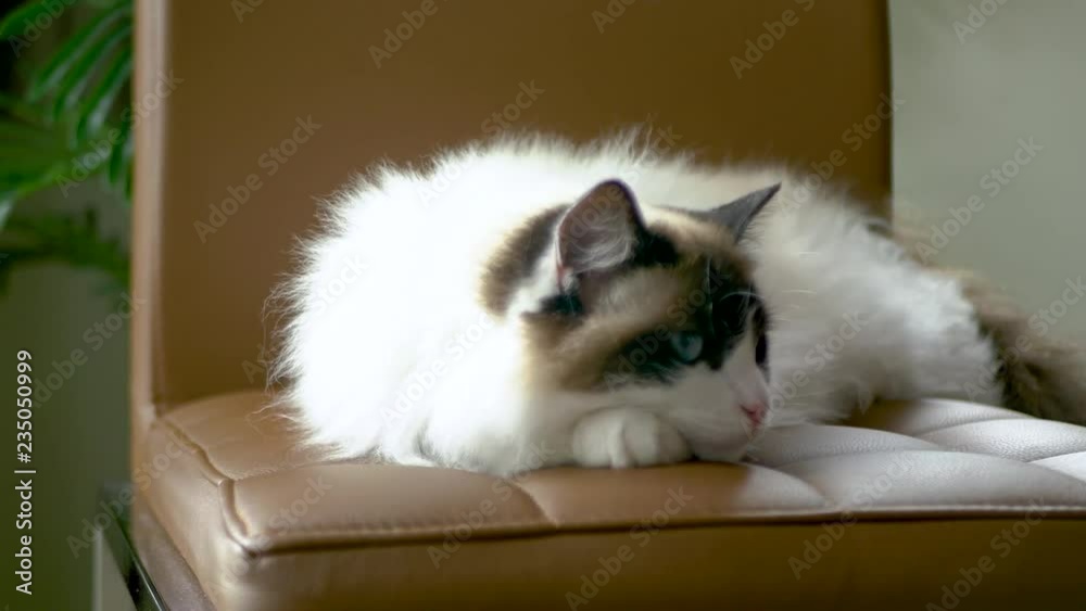 A ragdoll cat laying on a brown leather chair and relaxing on the ...