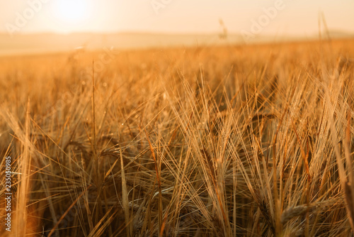 Rye close-up in a field at sunrise