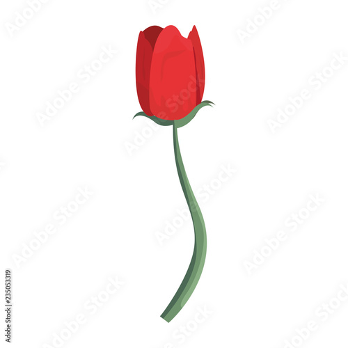 flower tulip on white background