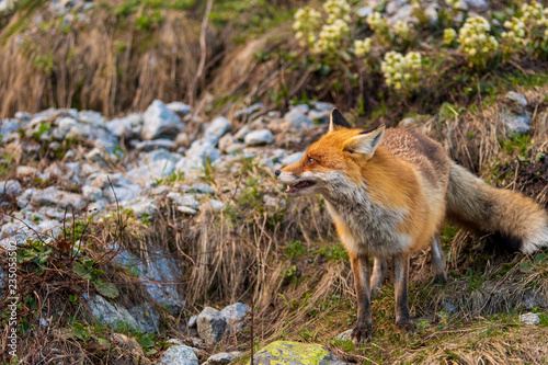 Fototapeta Naklejka Na Ścianę i Meble -  Red fox in the wild