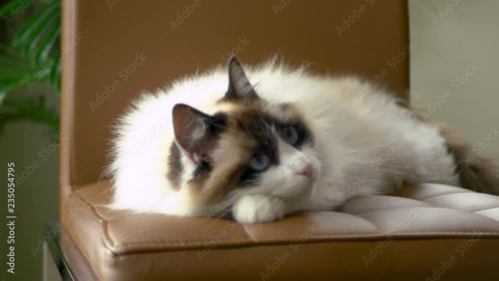 A ragdoll cat laying on brown leather chair and curiously shifting its ...