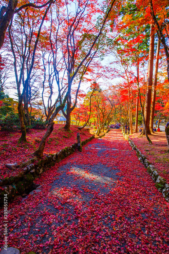 Obraz premium 鶏足寺の紅葉