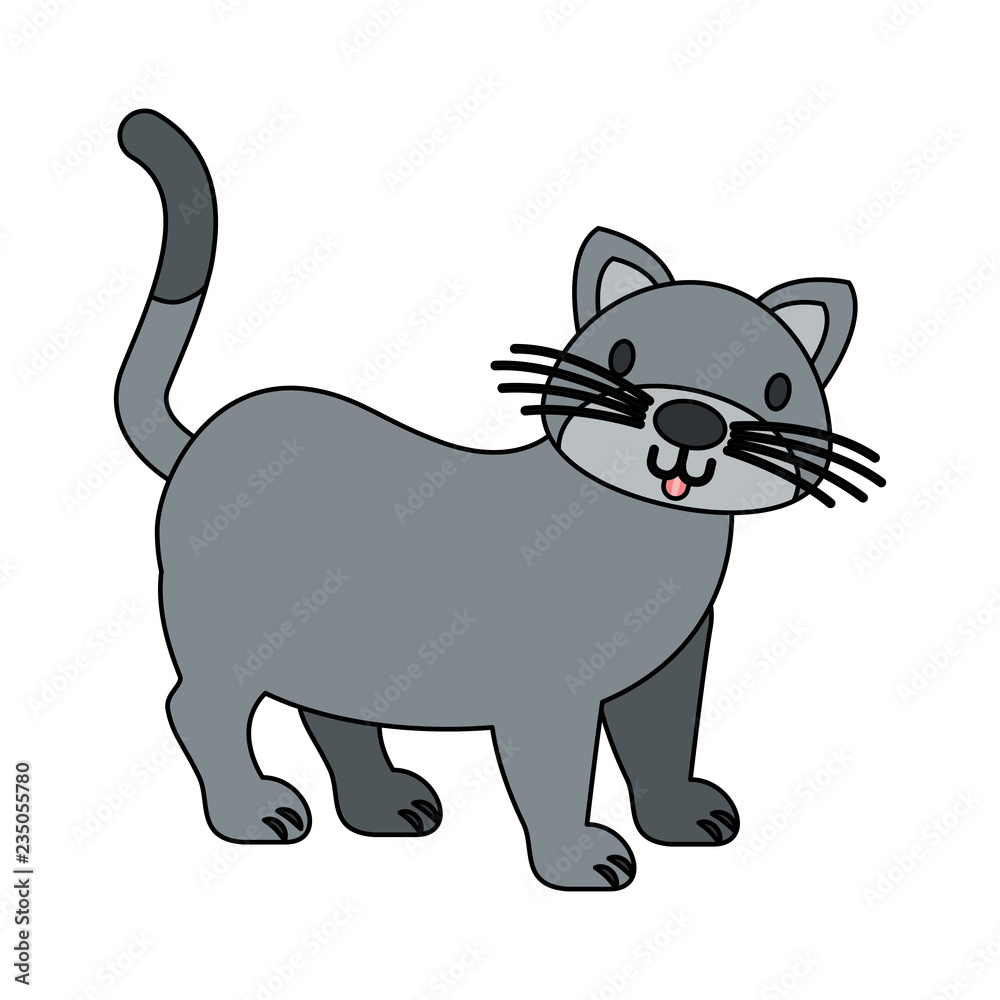 cat pet on white background cat pet on white background