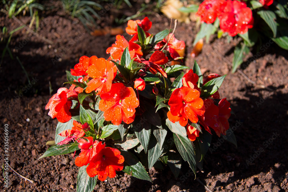 Obraz premium red flowers in the garden