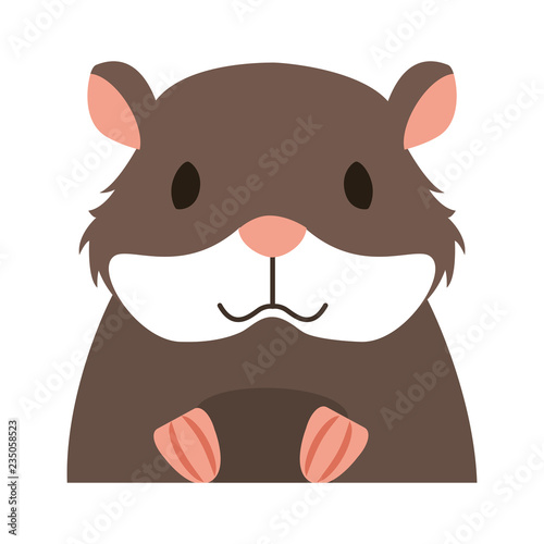 hamster rodent on white background