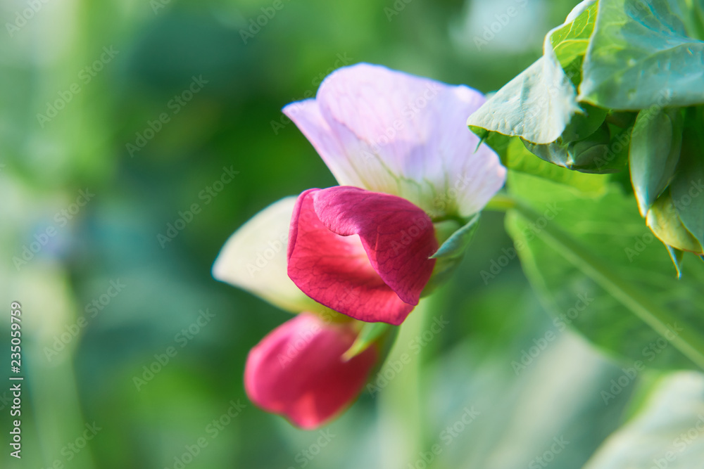 絹さやの花 絹さやの花